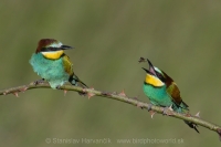 Včelárik zlatý - Merops apiaster - European Bee-eater