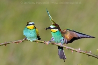 Včelárik zlatý - Merops apiaster - European Bee-eater
