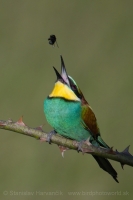 Včelárik zlatý - Merops apiaster - European Bee-eater