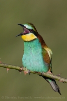 Včelárik zlatý - Merops apiaster - European Bee-eater