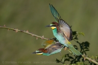 Včelárik zlatý - Merops apiaster - European Bee-eater