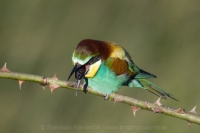 Včelárik zlatý - Merops apiaster - European Bee-eater