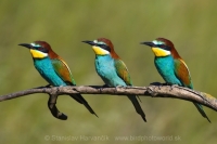 Včelárik zlatý - Merops apiaster - European Bee-eater