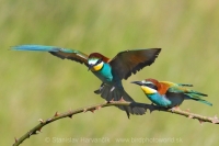 Včelárik zlatý - Merops apiaster - European Bee-eater