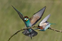 Včelárik zlatý - Merops apiaster - European Bee-eater