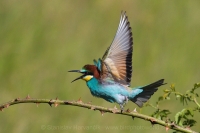 Včelárik zlatý - Merops apiaster - European Bee-eater