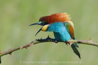Včelárik zlatý - Merops apiaster - European Bee-eater