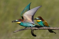 Včelárik zlatý - Merops apiaster - European Bee-eater
