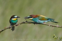Včelárik zlatý - Merops apiaster - European Bee-eater