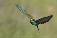 Včelárik zlatý - Merops apiaster - European Bee-eater