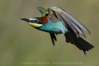 Včelárik zlatý - Merops apiaster - European Bee-eater
