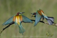 Včelárik zlatý - Merops apiaster - European Bee-eater