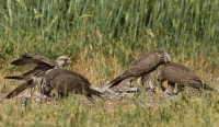 Sokol rároh - Falco cherrug - Saker Falcon