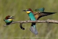 Včelárik zlatý - Merops apiaster - European Bee-eater