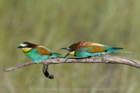 Včelárik zlatý - Merops apiaster - European Bee-eater