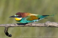 Včelárik zlatý - Merops apiaster - European Bee-eater