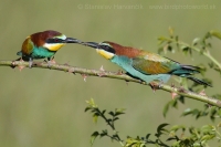 Včelárik zlatý - Merops apiaster - European Bee-eater