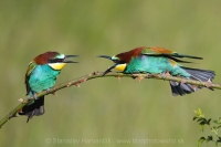 Včelárik zlatý - Merops apiaster - European Bee-eater