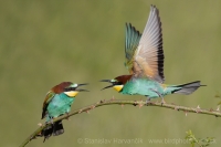 Včelárik zlatý - Merops apiaster - European Bee-eater