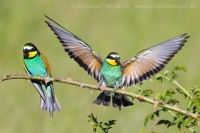 Včelárik zlatý - Merops apiaster - European Bee-eater
