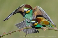 Včelárik zlatý - Merops apiaster - European Bee-eater