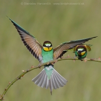 Včelárik zlatý - Merops apiaster - European Bee-eater