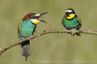 Včelárik zlatý - Merops apiaster - European Bee-eater