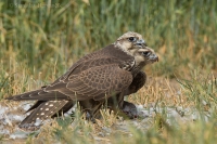 Sokol rároh - Falco cherrug - Saker Falcon