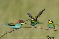 Včelárik zlatý - Merops apiaster - European Bee-eater