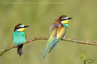 Včelárik zlatý - Merops apiaster - European Bee-eater