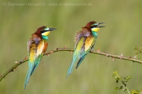 Včelárik zlatý - Merops apiaster - European Bee-eater