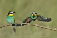 Včelárik zlatý - Merops apiaster - European Bee-eater