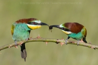 Včelárik zlatý - Merops apiaster - European Bee-eater