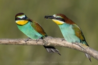 Včelárik zlatý - Merops apiaster - European Bee-eater