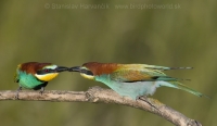 Včelárik zlatý - Merops apiaster - European Bee-eater