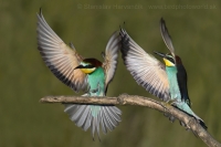 Včelárik zlatý - Merops apiaster - European Bee-eater