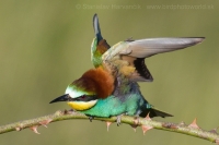 Včelárik zlatý - Merops apiaster - European Bee-eater