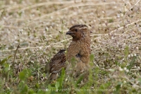 Prepelica poľná - Coturnix coturnix - Common Quail