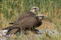 Sokol rároh - Falco cherrug - Saker Falcon
