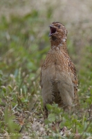 Prepelica poľná - Coturnix coturnix - Common Quail