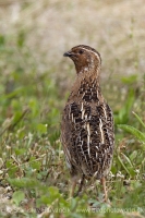 Prepelica poľná - Coturnix coturnix - Common Quail