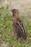 Prepelica poľná - Coturnix coturnix - Common Quail