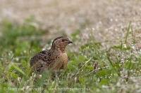 Prepelica poľná - Coturnix coturnix - Common Quail