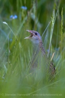Chrapkáč poľný - Crex crex - Corncrake