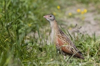 Chrapkáč poľný - Crex crex - Corncrake