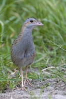 Chrapkáč poľný - Crex crex - Corncrake