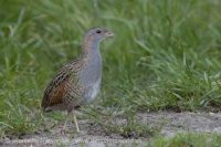 Chrapkáč poľný - Crex crex - Corncrake
