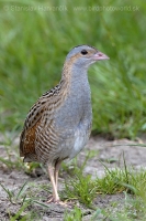 Chrapkáč poľný - Crex crex - Corncrake