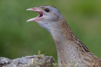Chrapkáč poľný - Crex crex - Corncrake