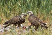 Sokol rároh - Falco cherrug - Saker Falcon